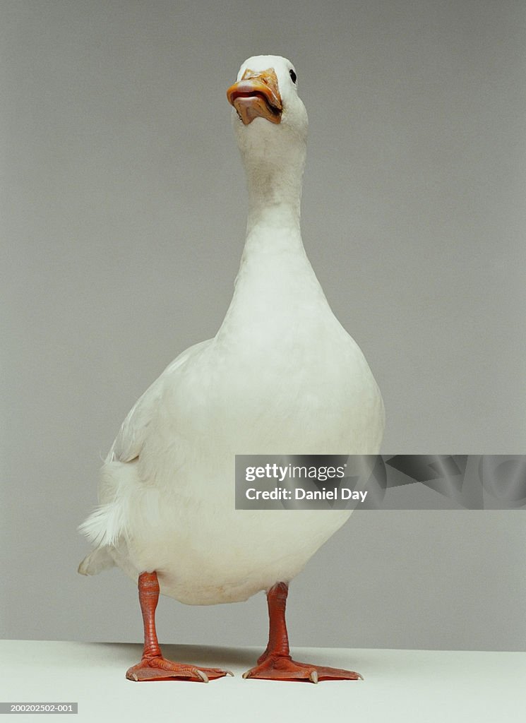 White duck standing with neck raised (Digital Enhancement)