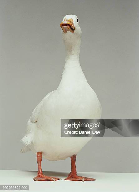 white duck standing with neck raised (digital enhancement) - ducks stockfoto's en -beelden