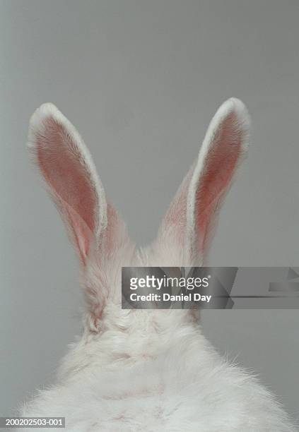 white rabbit with ears up, rear view (digital enhancement) - animal ear - fotografias e filmes do acervo