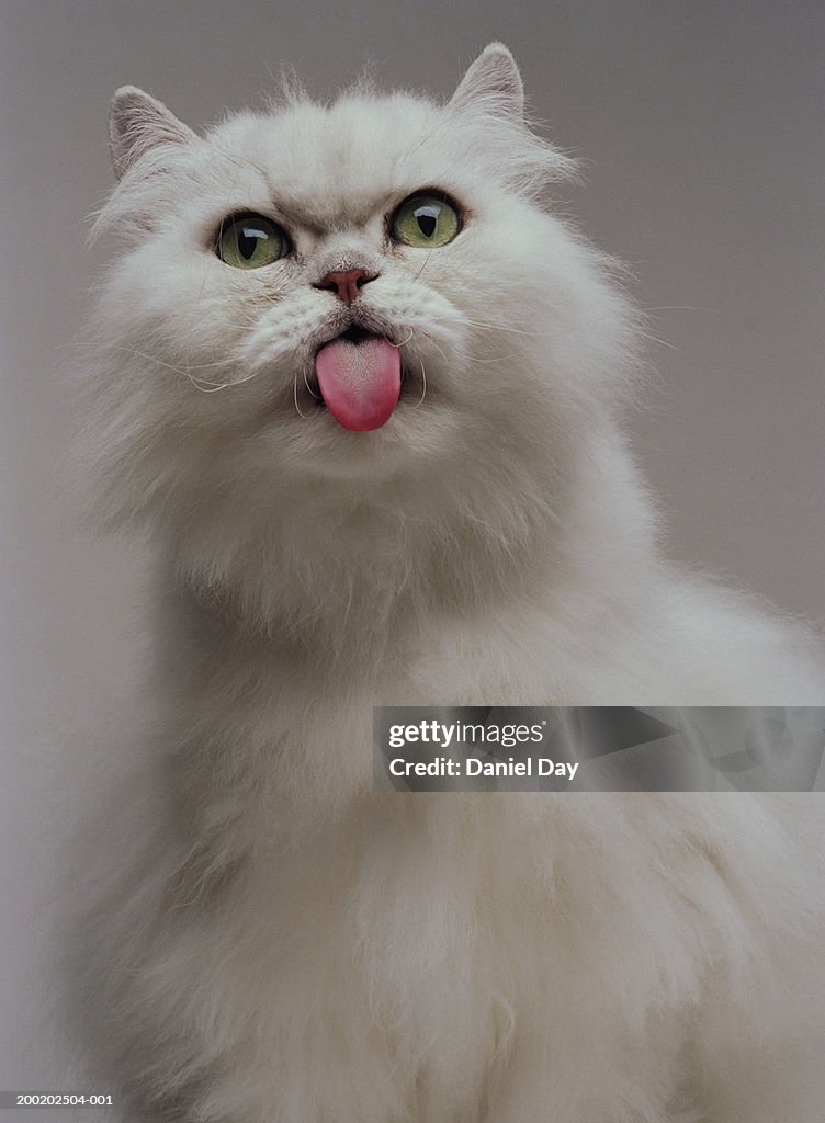 White Persian cat with tongue out