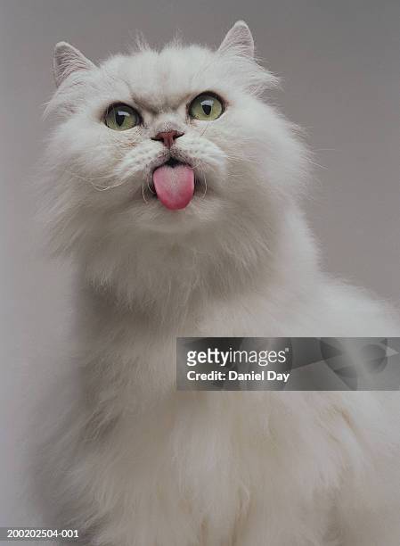 white persian cat with tongue out - cat sticking tongue out stock pictures, royalty-free photos & images
