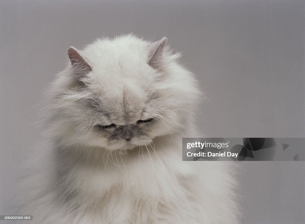 White Persian cat with head bowed (Digital Enhancement)