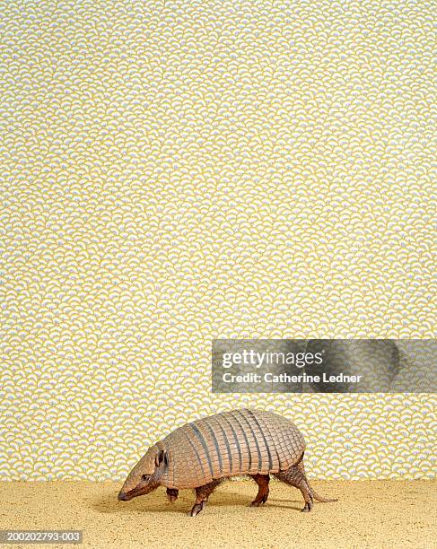 seven banded armadillo (dasypus septemcinctus) on carpet - tatu fotografías e imágenes de stock