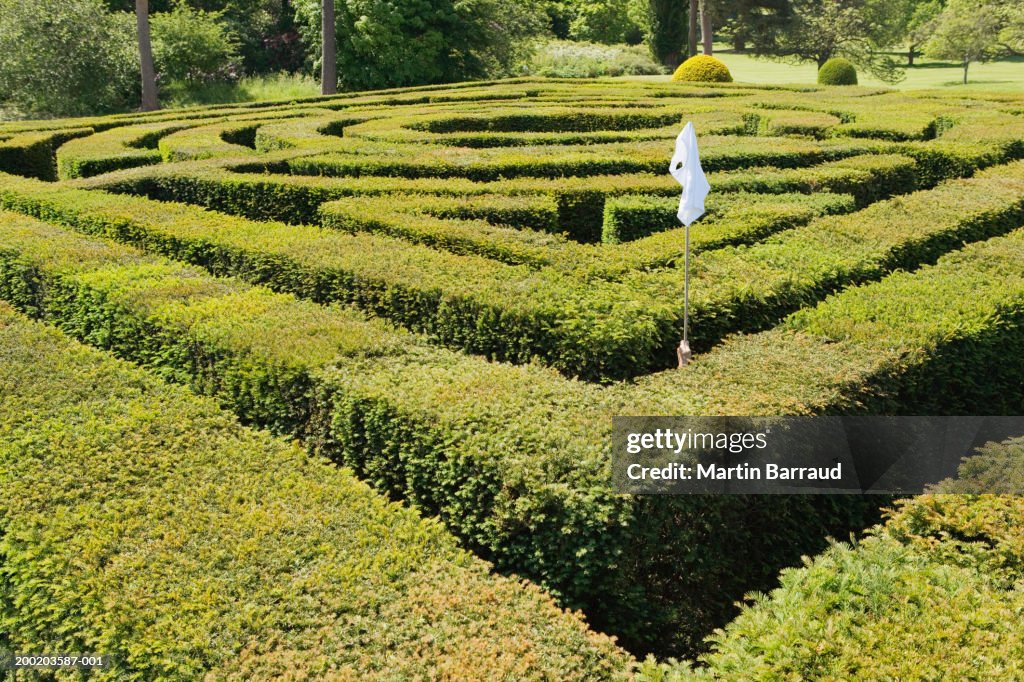 Young man in maze, holding white flag above hedge