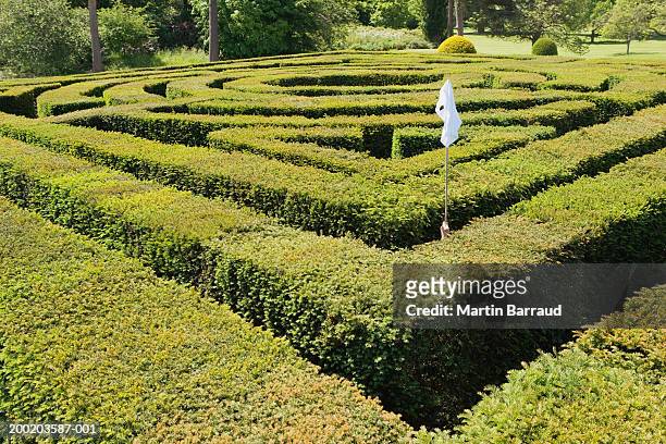 young man in maze,  holding white flag above hedge - hever castle stock pictures, royalty-free photos & images