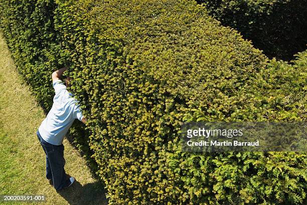 young man sticking head in hedge of maze, elevated view - hever castle stock pictures, royalty-free photos & images