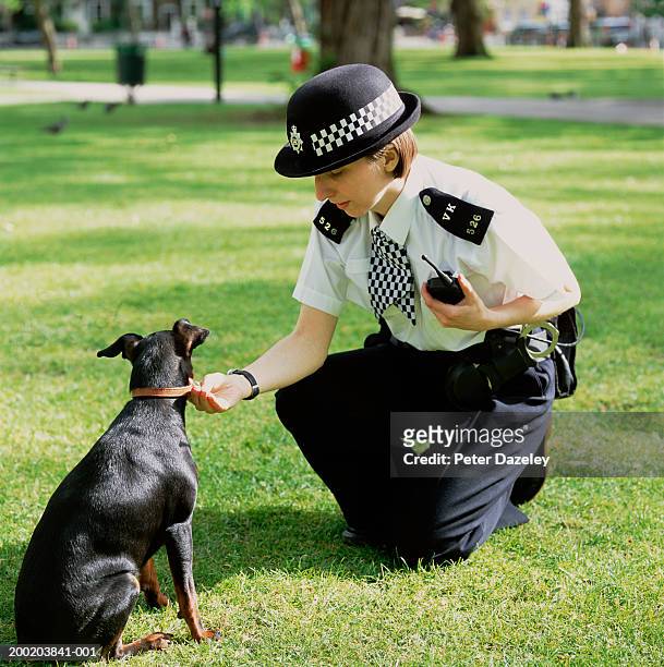 policewoman crouching to check dog's collar - police canine stock pictures, royalty-free photos & images