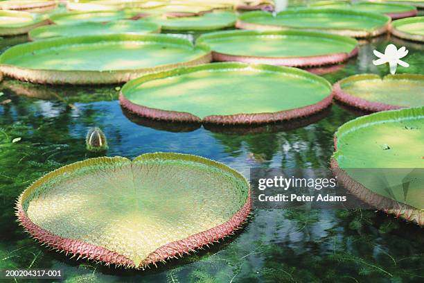 giant water lily pads (victoria regia), close-up - pamplemousse gardens stock pictures, royalty-free photos & images
