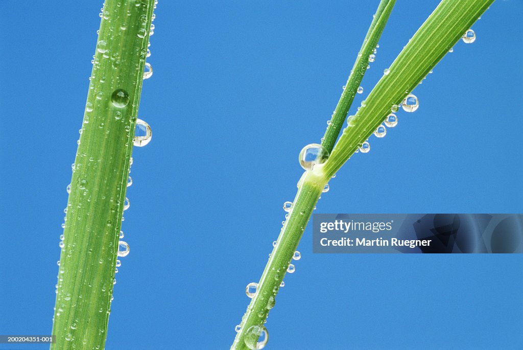 Drops of water on grass, close-up, spring