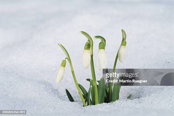 snowdrop (galanthus nivalis) in snow, winter - snowdrops stockfoto's en -beelden