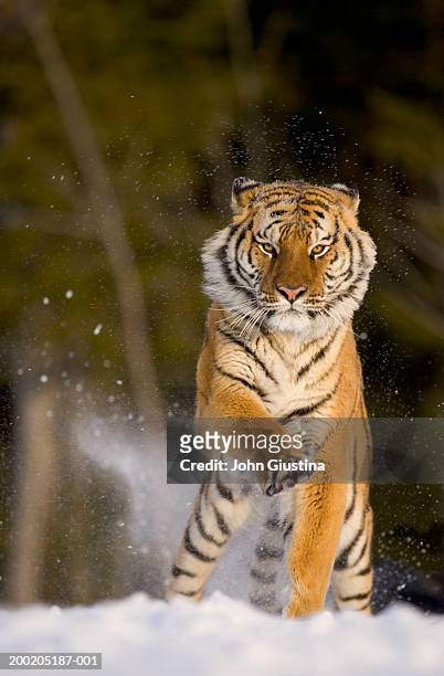 siberian tiger (panthera tigris altaica) running on snow - fauve photos et images de collection