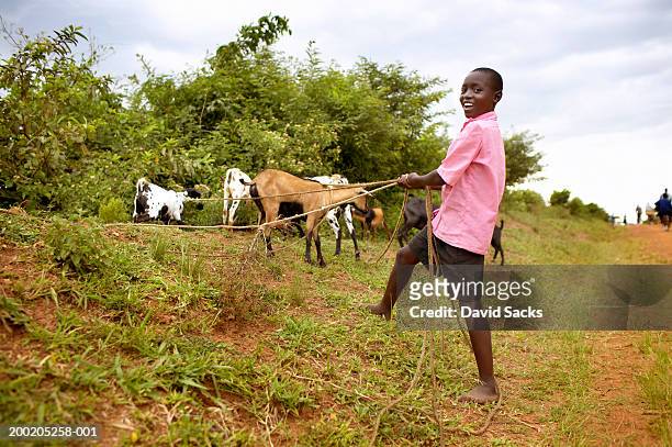 africa, uganda, boy (11-13) with goats tied to ropes, portrait - uganda stock pictures, royalty-free photos & images