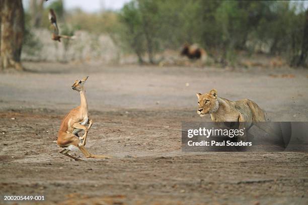 botswana, chobe np, savuti marsh, lioness chasing impala - lion chasing stock pictures, royalty-free photos & images