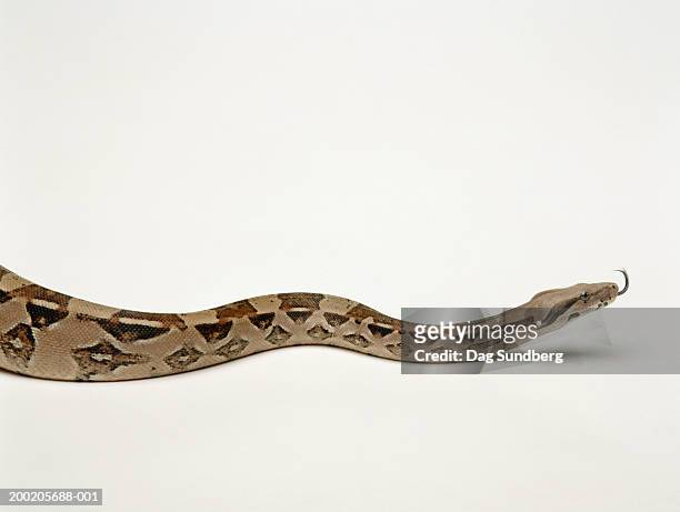 boa constrictor, side view - boa stock pictures, royalty-free photos & images