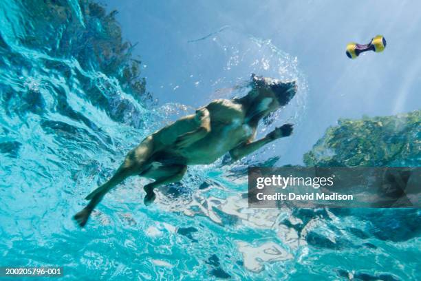 boxer dog swimming after toy in pool, underwater view - dog swimming underwater stock pictures, royalty-free photos & images