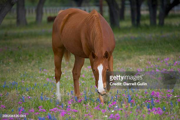 quarter horse grazing in field of texas bluebonnets and phlox, spring - texas bluebonnet stock pictures, royalty-free photos & images