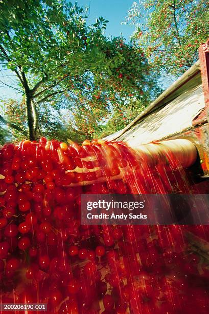 sour cherries on conveyor belt (blurred motion) (digital enhancement) - sauerkirsche stock-fotos und bilder