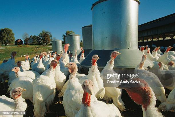 mature turkeys (meleagris gallopavo) in outside feeding pen on farm - turkey v united states stock pictures, royalty-free photos & images