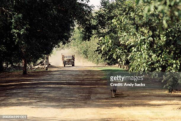 farm dog and truck on dusty road through walnut orchard - walnut farm stock pictures, royalty-free photos & images