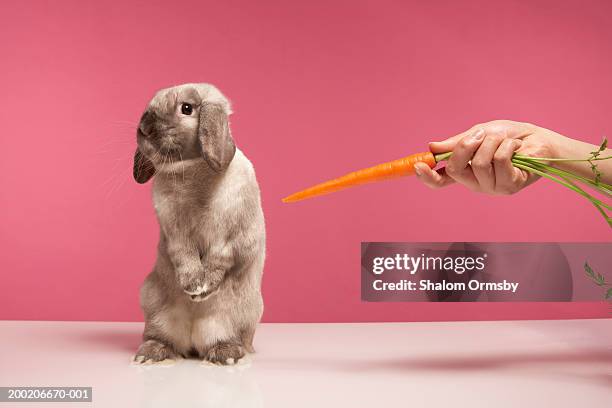 young woman offering carrot to rabbit - fotografia da studio fotografías e imágenes de stock