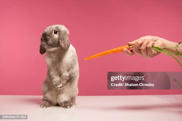 young woman offering carrot to rabbit - veleiding stockfoto's en -beelden