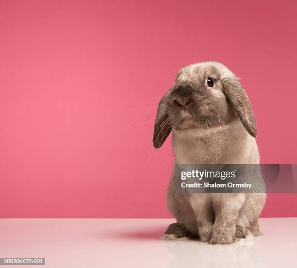 rabbit sitting, close-up - coniglio foto e immagini stock