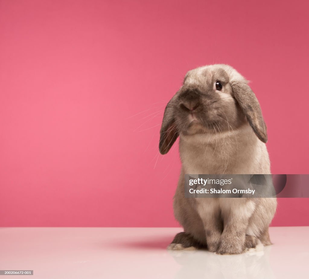 Rabbit Sitting Closeup High-Res Stock Photo - Getty Images