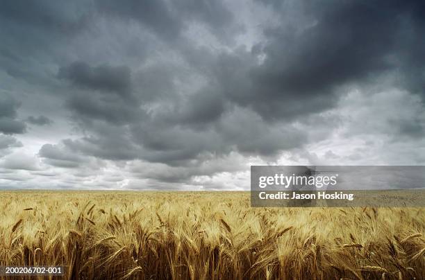 wheat field under storm clouds - low angle view of wheat growing on field against sky fotografías e imágenes de stock