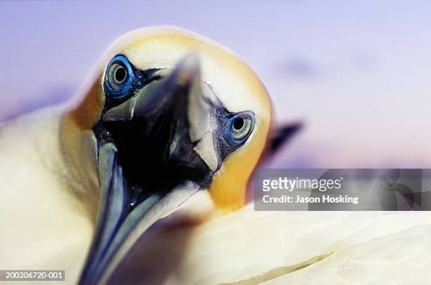 australasian gannet (morus serrator) with open beak, close-up - australasian gannet stock pictures, royalty-free photos & images