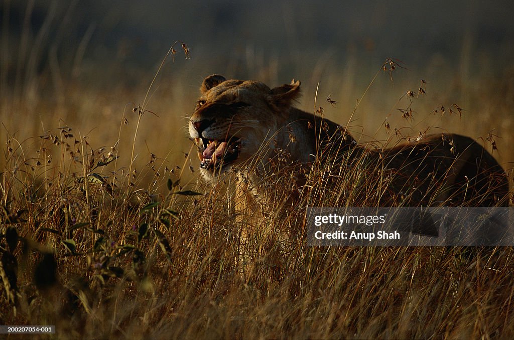 Lion (Panthera leo) standing and watching, Masai Mara, Kenya