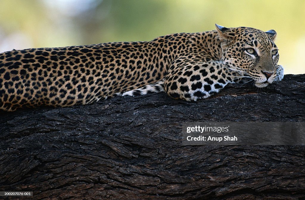 Leopard (Panthera pardus) lying on branch of tree, Samburu M.R., Kenya