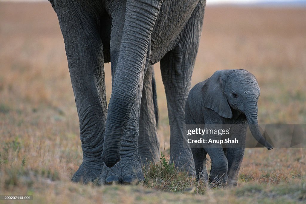 African elephant (Loxodonta africana) walking with calf, Masai Mara N.R, Kenya