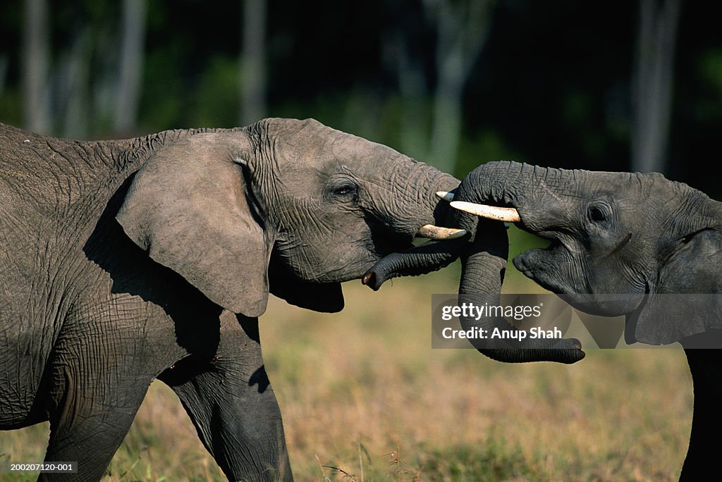 African elephants (Loxodonta africana) butting, Masai Mara N.R, Kenya