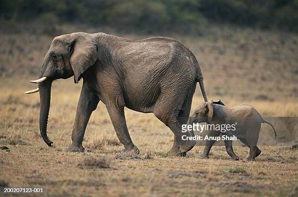 african elephant (loxodonta africana) and calf walking, masai mara n.r, kenya - african elephant calf stock pictures, royalty-free photos & images