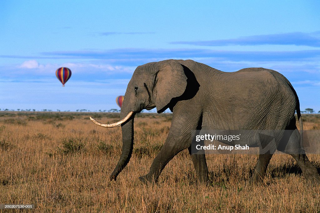 African elephant (Loxodonta africana) walking, Masai Mara N.R, Kenya