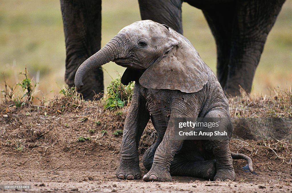 African elephant calf (Loxodonta africana) sitting and watching, Masai Mara N.R, Kenya