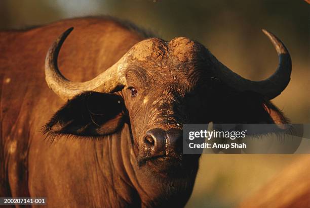 cape buffalo (syncerus caffer) watching, close up, samburu n.r, kenya - oxen stock pictures, royalty-free photos & images