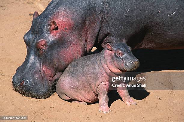 1,109 2 Hippos Stock Photos, High-Res Pictures, and Images - Getty