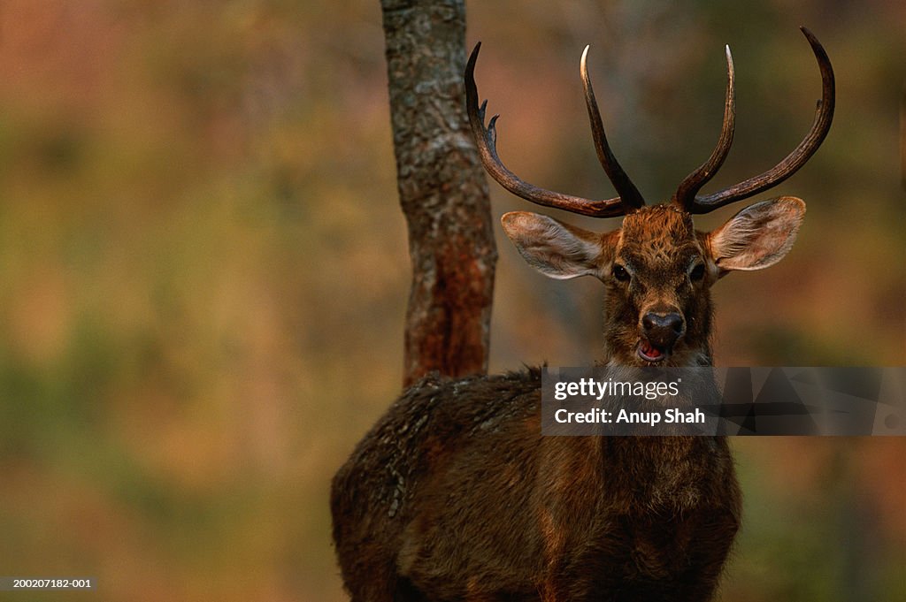 Brow-antlered deer (Cervus eldi eldi) standing, close up, Keibul lamjao N.P, India