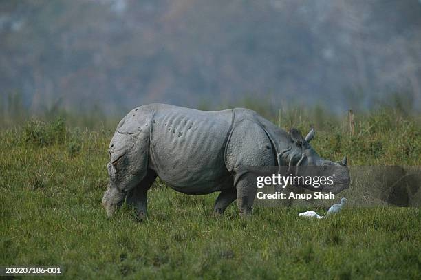 indian rhinoceros (rhinoceros unicornis) grazing, kazaringa, india - kaziranga national park stock-fotos und bilder