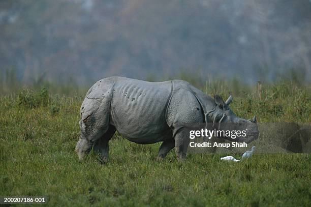 indian rhinoceros (rhinoceros unicornis) grazing, kazaringa, india - kaziranga national park stock pictures, royalty-free photos & images