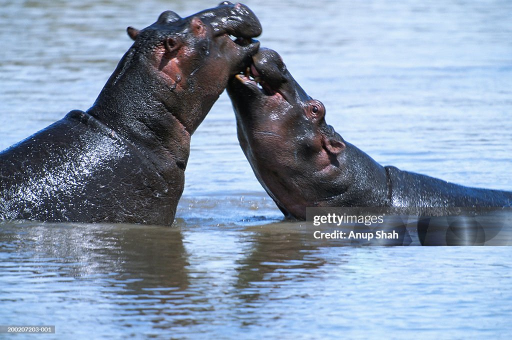 Hippopotamus (Hippopotamus amphibius) grooming the other, Masai Mara N.R, Kenya