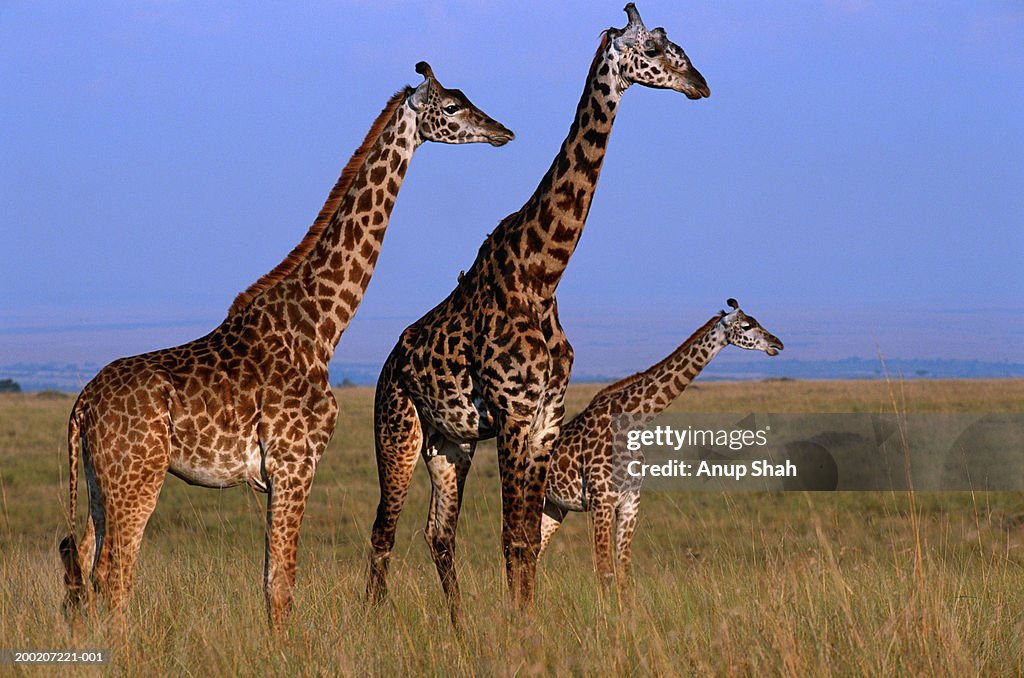 Three Giraffes (Giraffe camelopardalis tippleskirchi) standing in grassland, Masai Mara N.R, Kenya