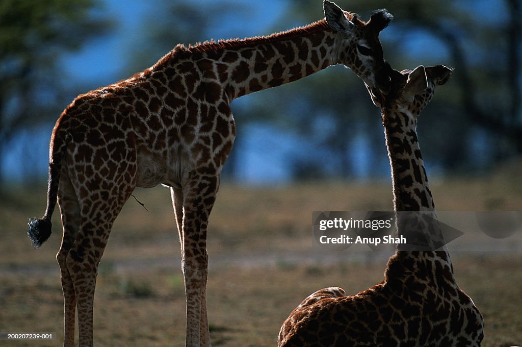 Two Masai giraffes (Giraffa camelopardalis tippleskirchi) nuzzling each other, Masai Mara N.R, Kenya