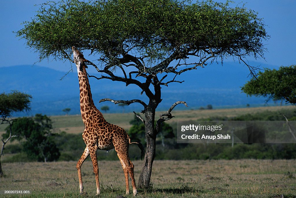 Masai giraffe (Giraffa camelopardalis tippleskirchi) reaching out to eat leaves, Masai Mara N.R, Kenya