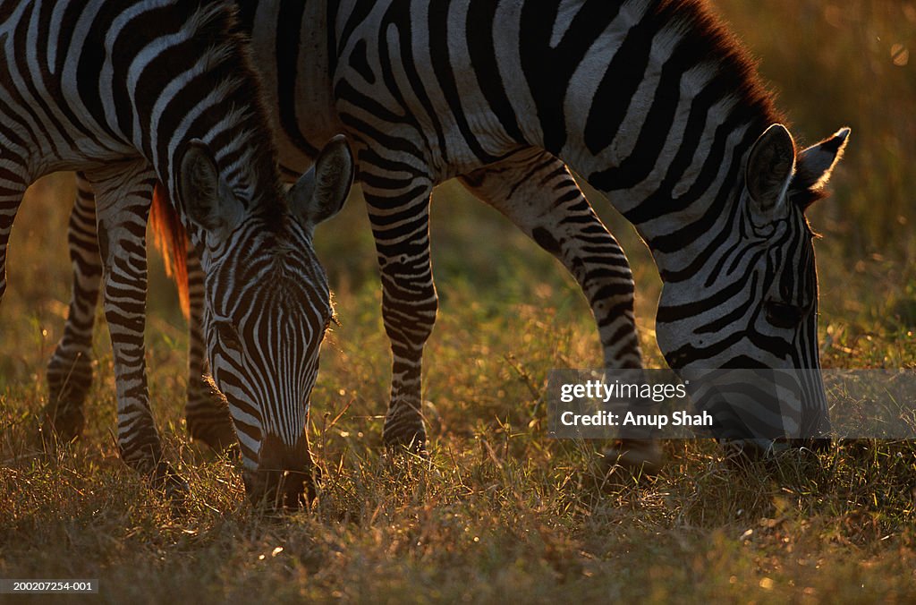 Two plains zebras (Equus burchelli) grazing, Masai Mara N.R, Kenya