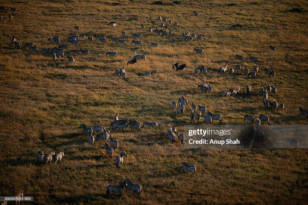 Group of plains zebras (Equus burchelli) grazing, Masai Mara N.R, Kenya