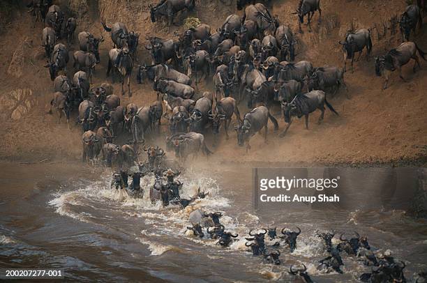 group of wildebeest (connochaetes taurinus) crossing mara river, masai mara, kenya - river mara stock pictures, royalty-free photos & images