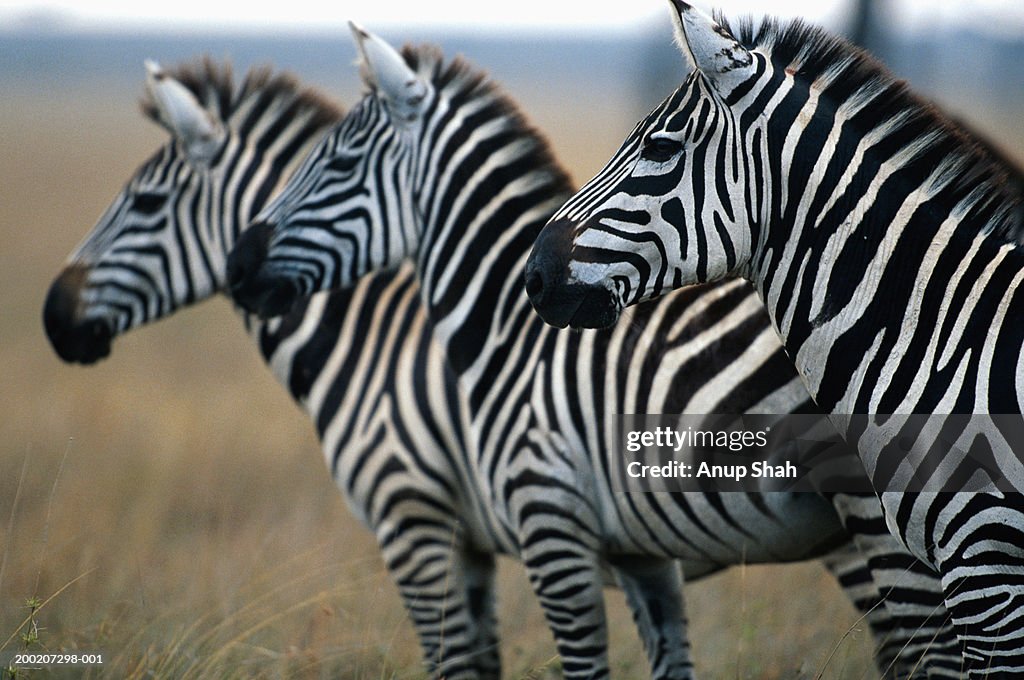 Three plains zebras (Equus burchelli) standing in a row, Masai Mara N.R, Kenya
