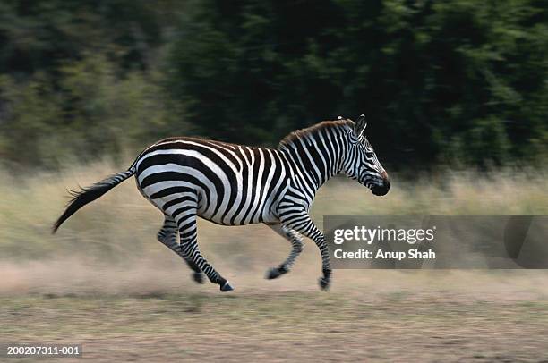 plains zebra (equus burchelli) running, side view, masai mara n.r, kenya - zebra running stock pictures, royalty-free photos & images